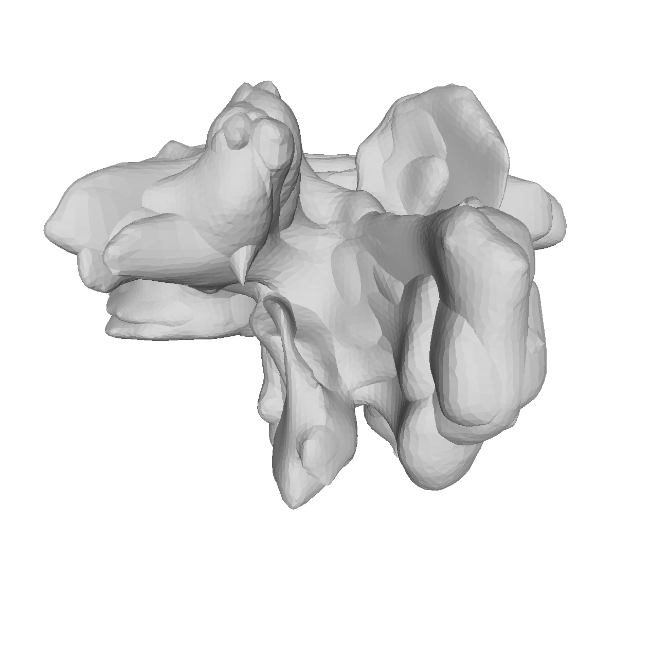 Vertebrae Dataset aligned